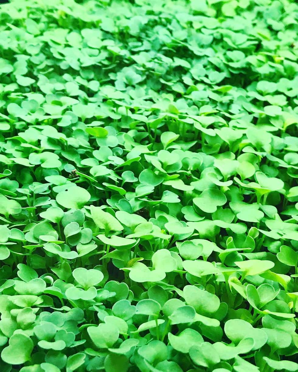 microarugula