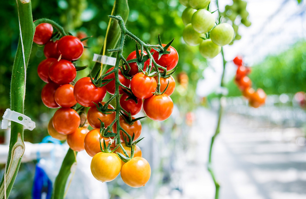 Hydroponic greenhouse farmer