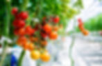 Hydroponic greenhouse farmer