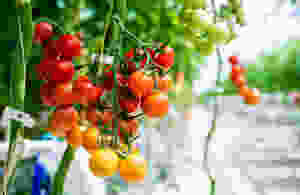 Hydroponic greenhouse farmer