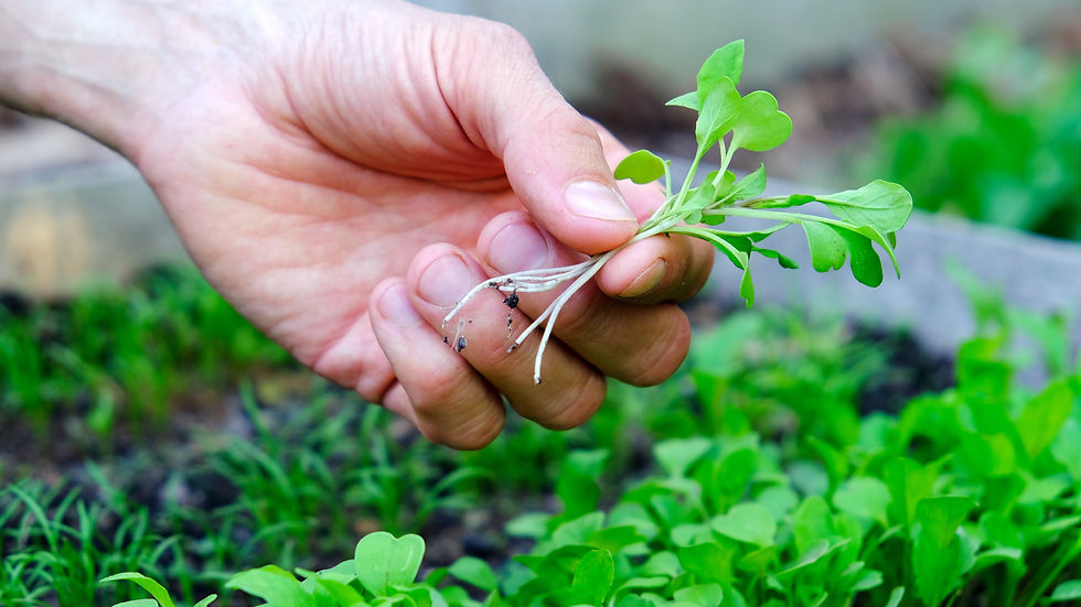microgreens_edited.jpg