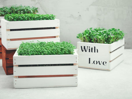 The Top 5 Hydroponic Growing Mediums You Should Use
