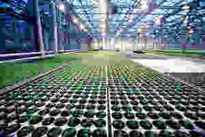 greenhouse farming