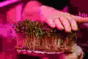 microgreens growing on jute pads