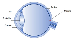 Oeil-ANATOMIE.PNG