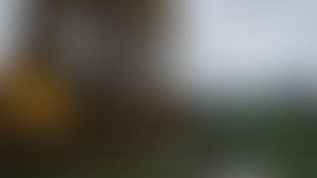 Patchy Ecologies and Policy Futures: Food Forestry in the Dutch Agricultural Debate