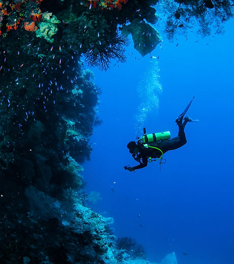 Diving in Coral Reef