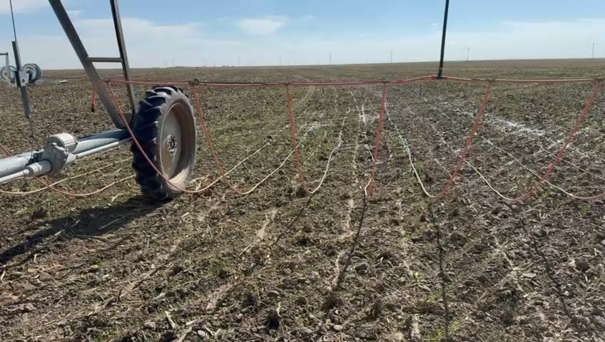 fall wheat germination.mp4
