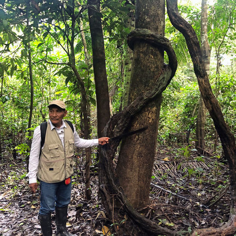 Amazonas Perú