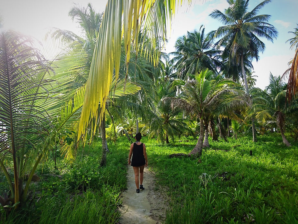 Palm trees