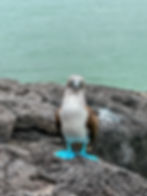 Piquero de patas azules, Galápagos