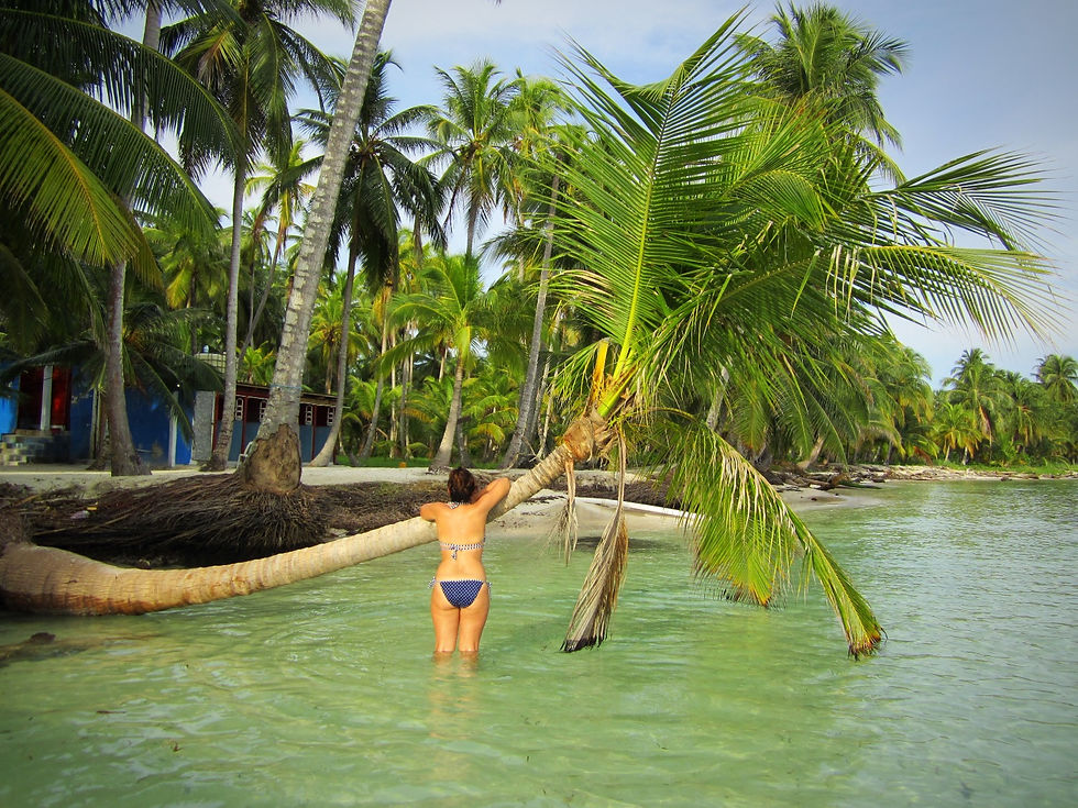 Palm trees