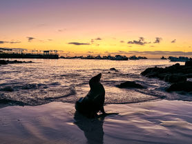Viajar por libre a Galápagos