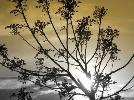 Viento del sur