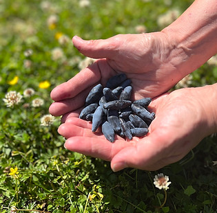 Hunajamarjat kädessä