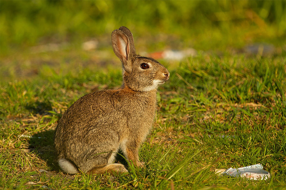 Jackrabbit (Lepus californicus)