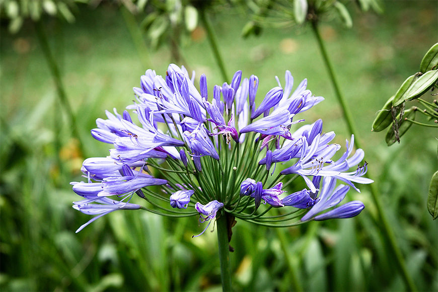 Camas (Camassia quamash)