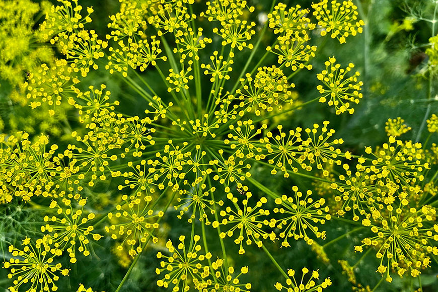 Biscuitroot (Lomatium Greyii.) 