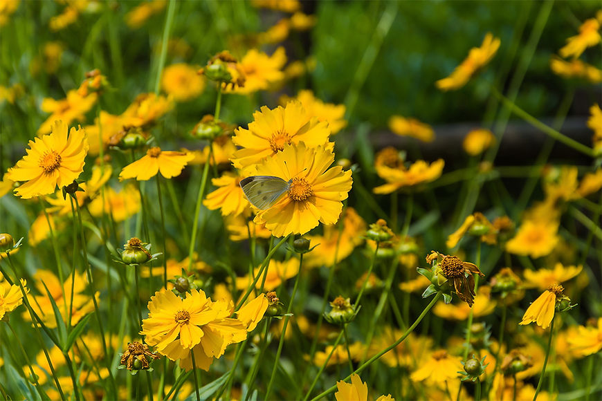 Brittlebush (Encelia farinosa)