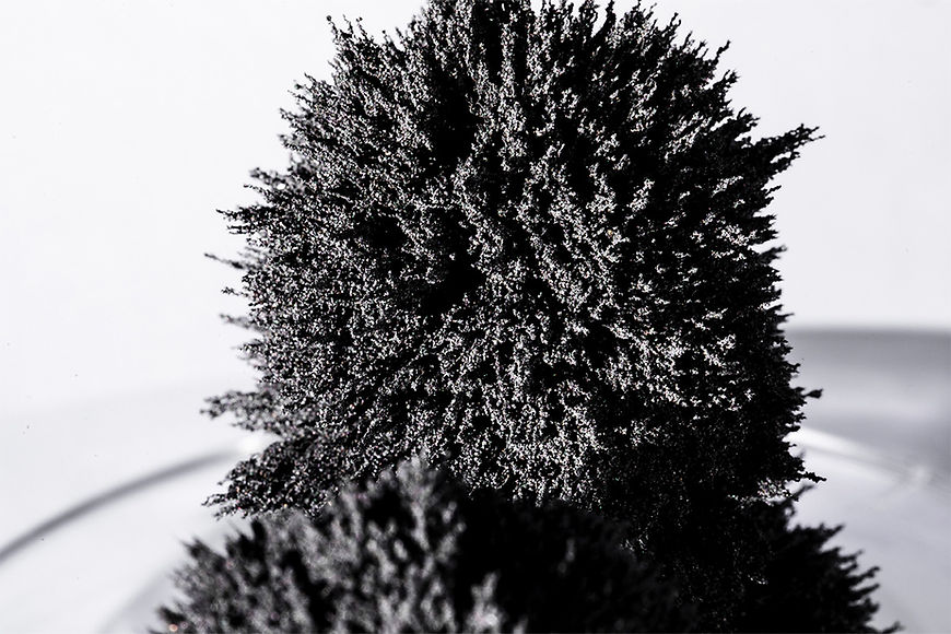 Black Moss (Bryoria fremontii)