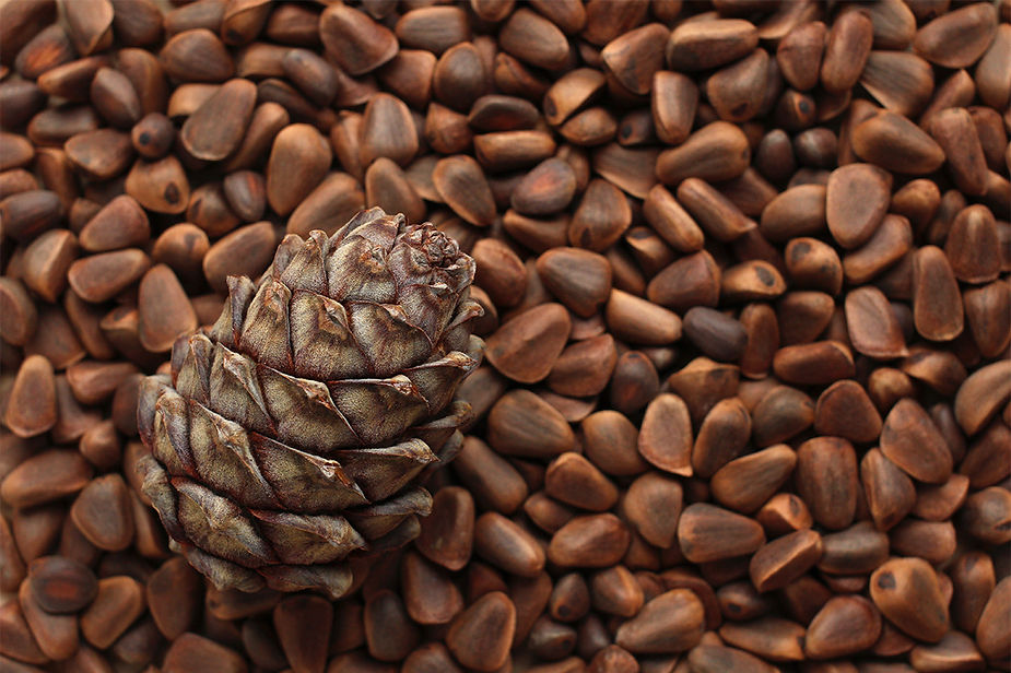 Pine Nuts (Pinus edulis)
