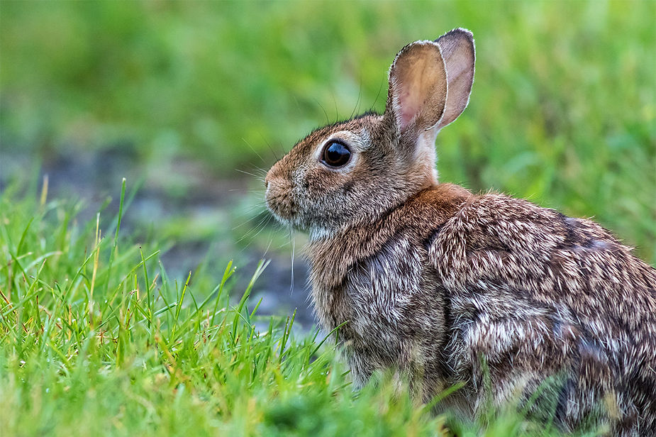 Mountain Cottontail Rabbit (Sylvilagus nuttallii)