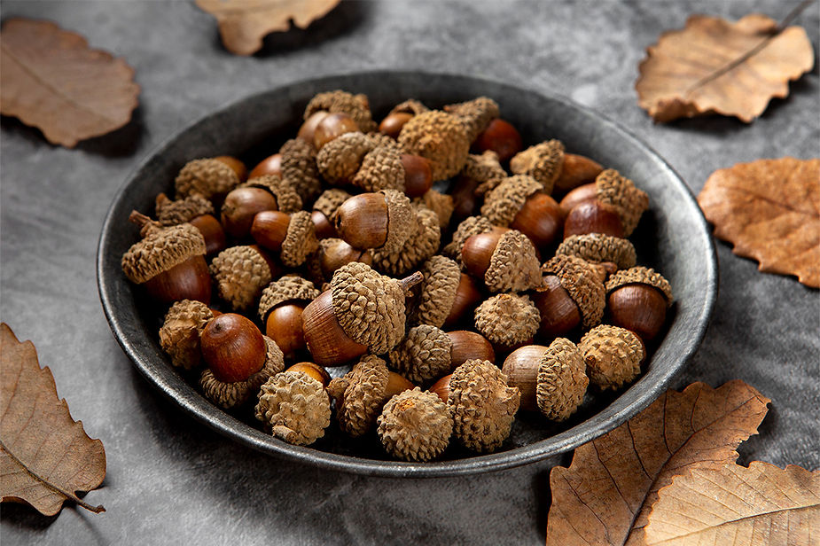 Acorns (Quercus spp.)