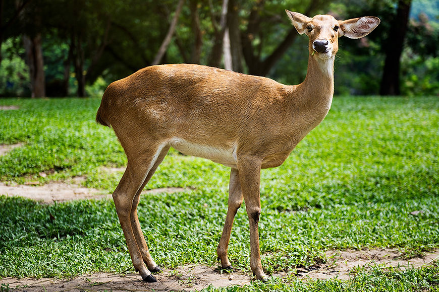Deer (Odocoileus hemionus)
