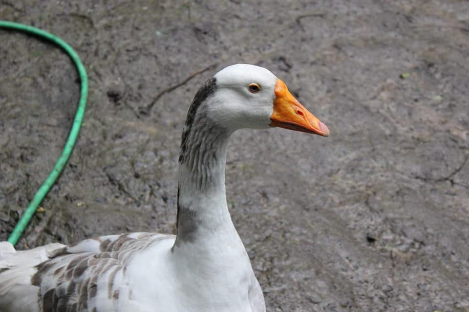 105578658_927345694382196_23508622680443