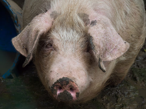 Affronter les maux de la vie grâce à des animaux sauvés.