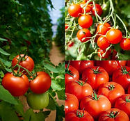 Programme Tomate.jpg