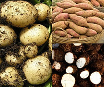 Programme patate douce_ ignames.jpg