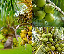 Fiche technique Cocotiers.jpg