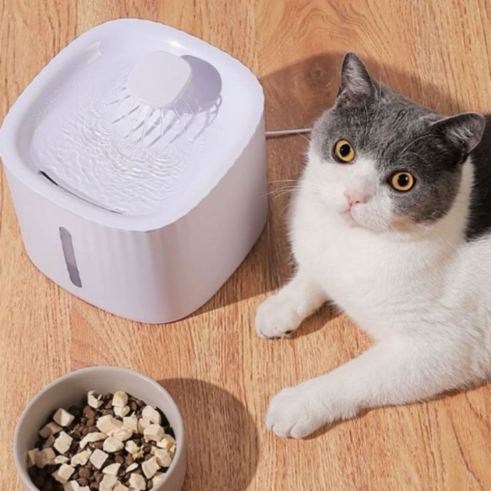 Bebedouro Fonte de Água Automático com Filtro