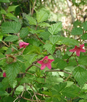 salmonberry_edited.jpg