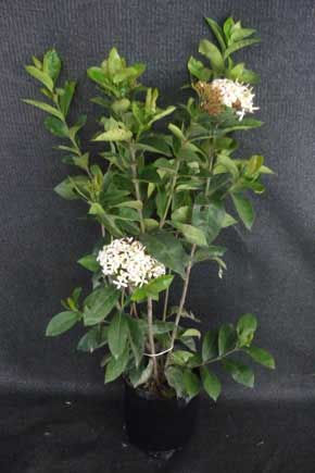 IXORA BLANCA