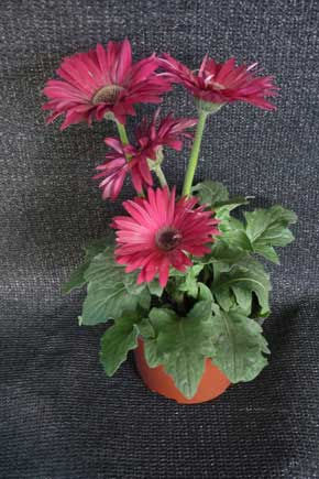 GERBERA