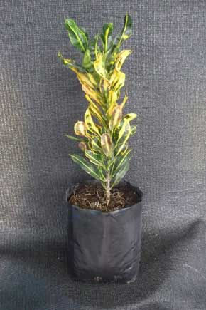 CROTO MAMEY AMARILLO