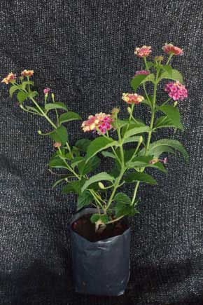 LANTANA