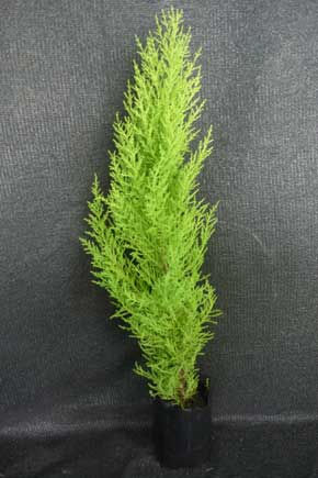 CEDRO LIMON COMPACTO