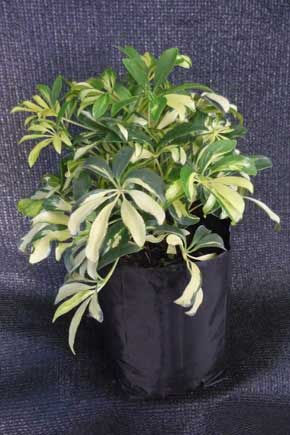 ARALIA MINI GOLD