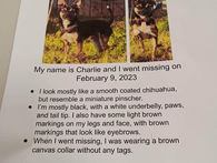 Have you seen this dog? 