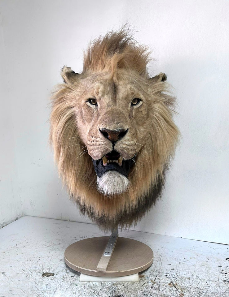 African lion pedestal mount handcrafted by Ami Zarug, showcasing lifelike mane and realistic expression for a striking wildlife art display.







