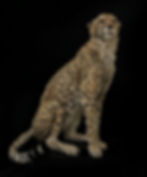 Life-sized Full-Sized Cheetah Replica, faux animal art by Animal Replicas.