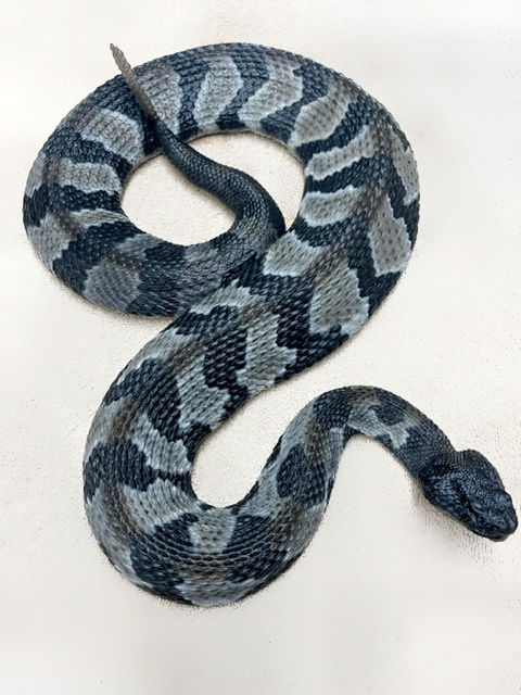 (売り切り最終価格)STAR OF HOLLYWOOD Rattle Snake rattle snake, rattle snake online, rattle snake meat, rattle