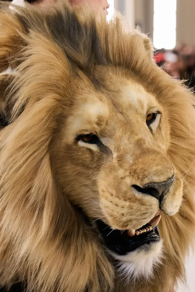 Close-up of Irina Shayk's Lion Dress Replica by Ami Zarug, featuring intricate details, in collaboration with Schiaparelli Haute Couture, Spring 2023.