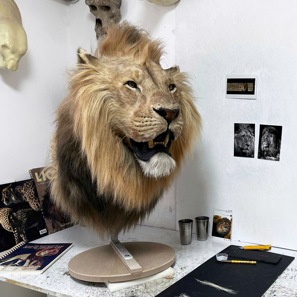 African Lion Pedestal Mount handcrafted by Ami Zarug, lifelike and realistic wildlife replica.