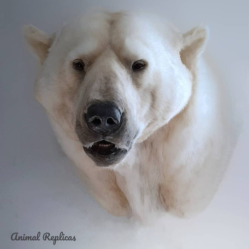 シロクマ アニマルヘッドポーラーベアー BiBiB&Co社 ポーラーベア シロクマ アニマルヘッドポーラーベアー BiBiB&Co社 ポーラーベア