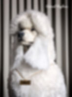 Handcrafted Giant Poodle Dog reproduction, showing realistic fur texture and detailing.
