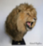 Powerful African Lion Replica Pedestal Mount (Snarling) by Animal Replicas, handcrafted by Ami Zarug